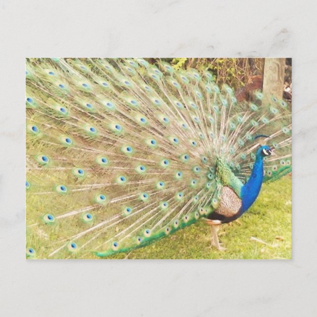 peacock postcard (Front)