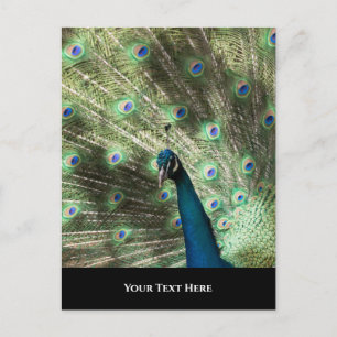 Peacock Postcard