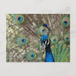 Peacock Postcard