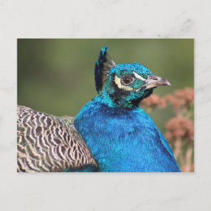 Peacock Postcard