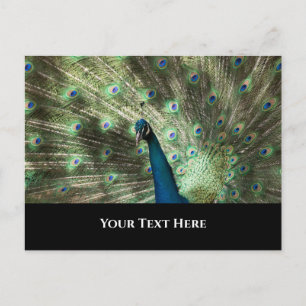 Peacock Postcard