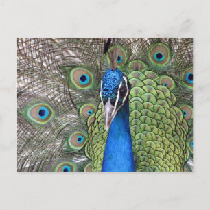Peacock Postcard