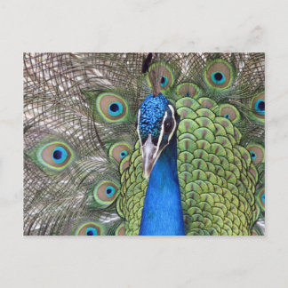 Peacock Postcard