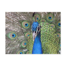 Peacock Postcard