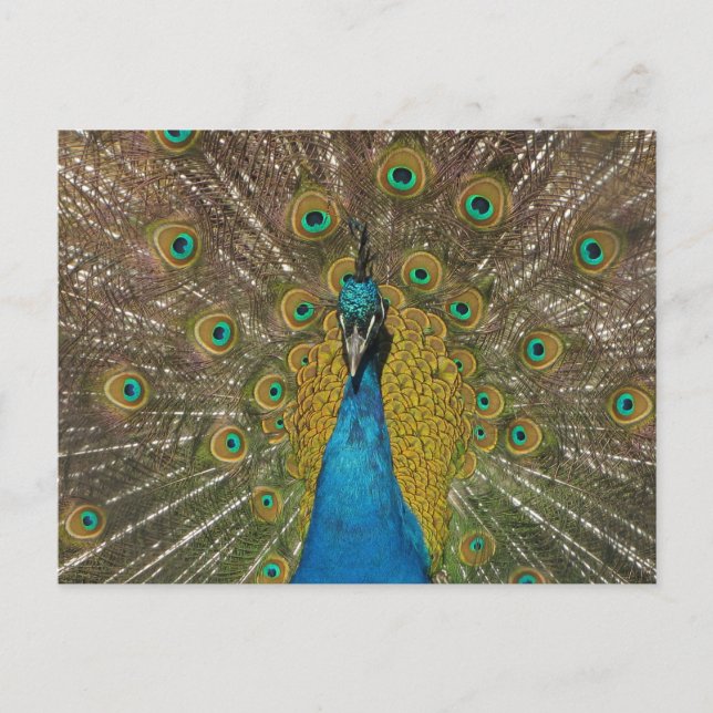 Peacock Postcard (Front)