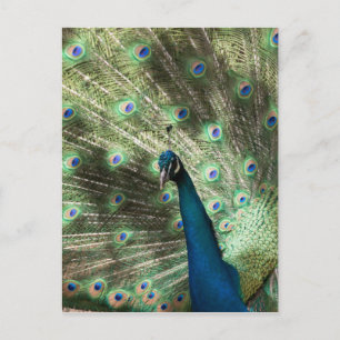 Peacock Postcard