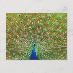 Peacock Postcard