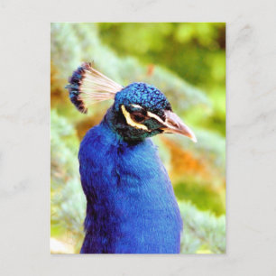 PEACOCK POSTCARD