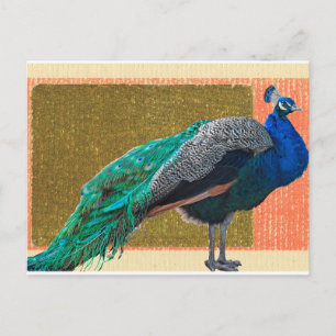 Peacock Postcard