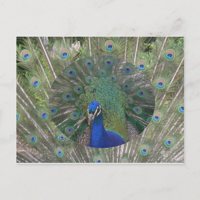 Peacock Postcard (Front)