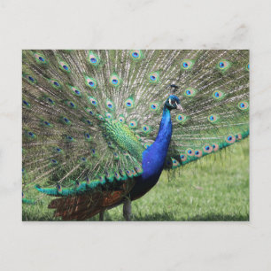 Peacock postcard