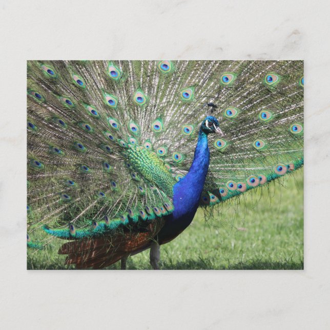 Peacock postcard (Front)