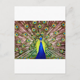 PEACOCK POSTCARD