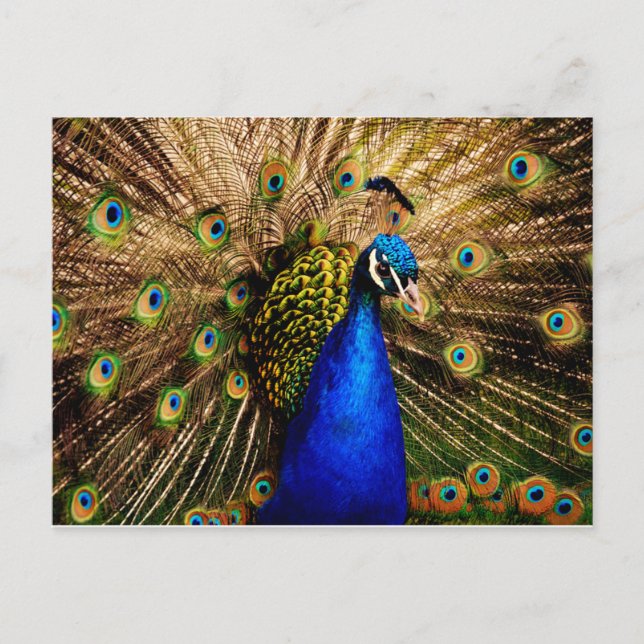 Peacock postcard (Front)
