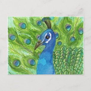 Peacock Postcard