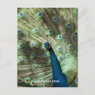 Peacock Postcard