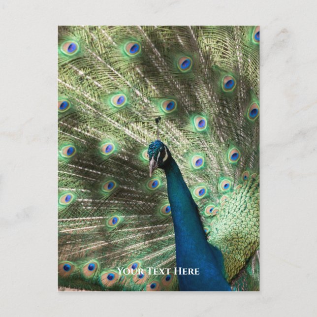 Peacock Postcard (Front)