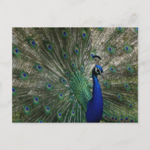 Peacock Postcard