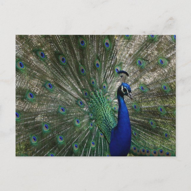 Peacock Postcard (Front)