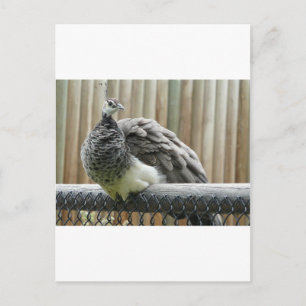 peacock postcard
