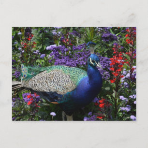Peacock Postcard