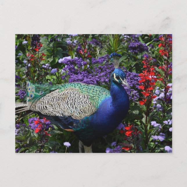 Peacock Postcard (Front)