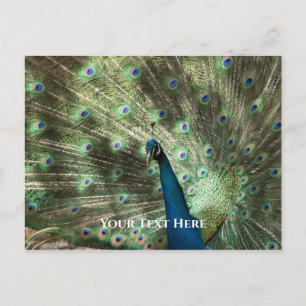 Peacock Postcard