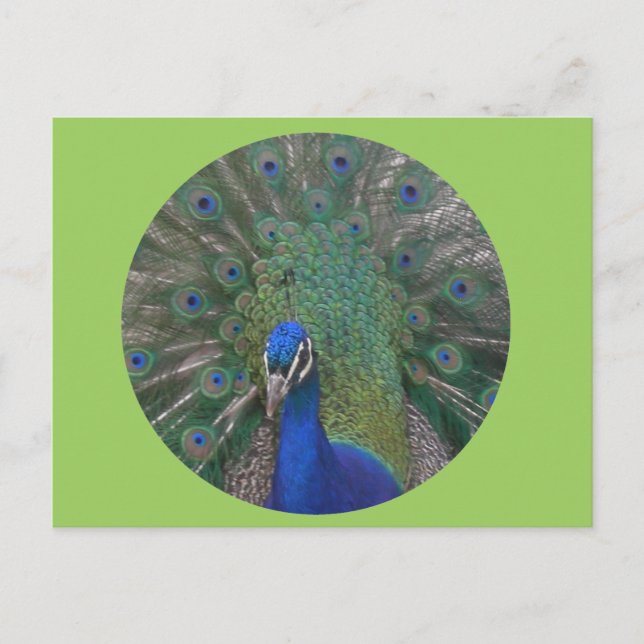 Peacock Postcard Customisable (Front)