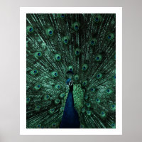 Peacock Poster