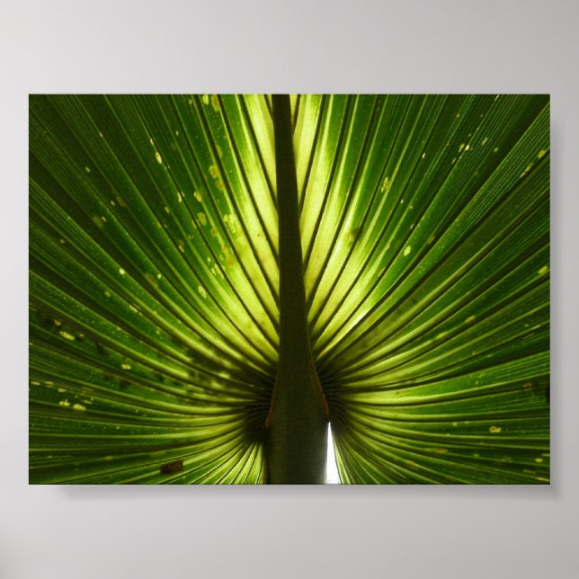 "Peacock" Poster (Front)