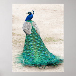 Peacock Poster