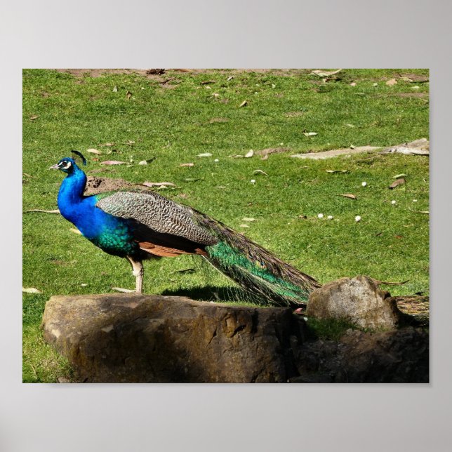 Peacock Poster (Front)
