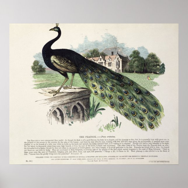 Peacock Poster (Front)