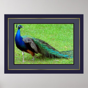 Peacock Poster