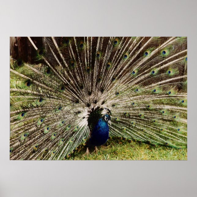 Peacock Poster (Front)