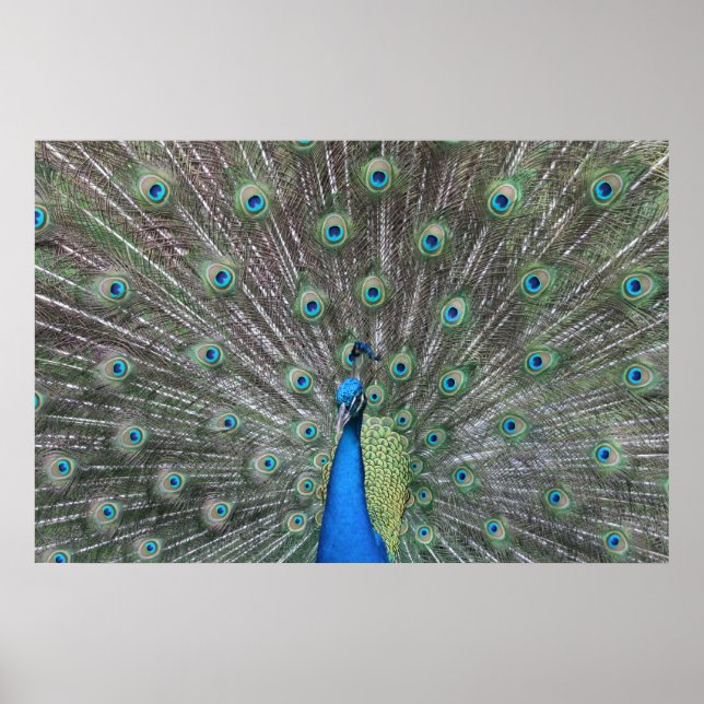 Peacock Poster (Front)
