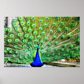 Peacock Poster