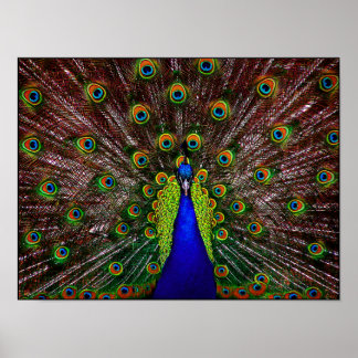 Peacock Poster Print