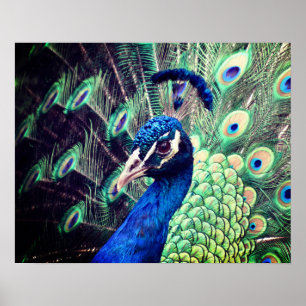 Peacock Poster - R - 0614