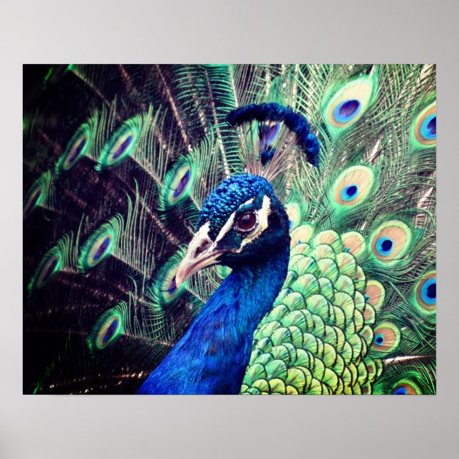 Peacock Poster - R - 0614 (Front)