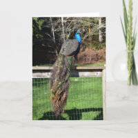 Peacock Preening on the Fence