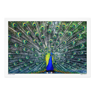 PEACOCK PRIDE PHOTO PRINT
