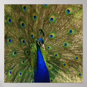Peacock Print