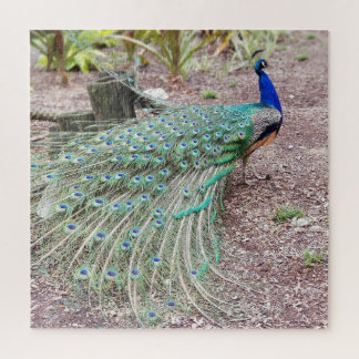 Peacock puzzle