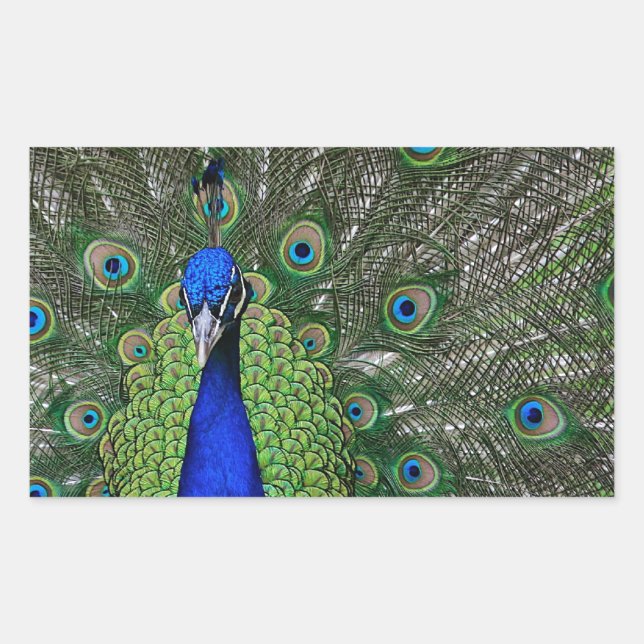 Peacock Rectangular Sticker (Front)