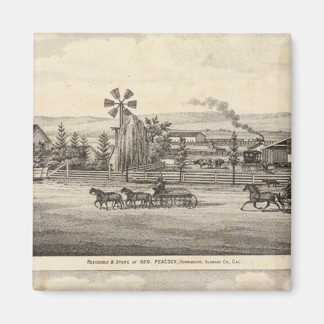 Peacock res, Willow Glen Magnet (Front)