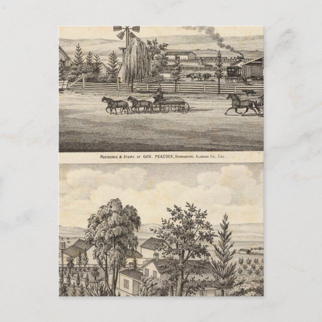 Peacock res, Willow Glen Postcard (Front)