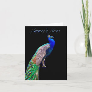 PEACOCK RESTING PHOTO PHEASANT NOTE CARD
