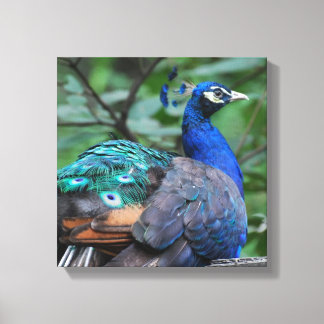 Peacock Roosting Canvas Print