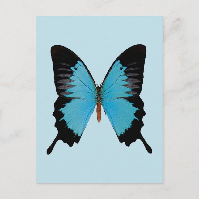 Peacock Royal Postcard (Front)